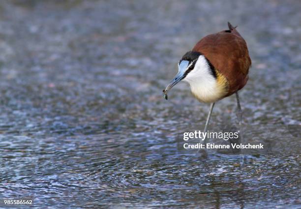 african jacana - gallito de agua africano fotografías e imágenes de stock