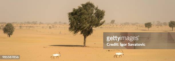 oryx in dubai - arabian oryx stock-fotos und bilder