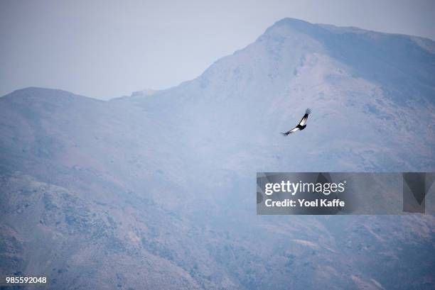 flight of the condor - kaffe stockfoto's en -beelden