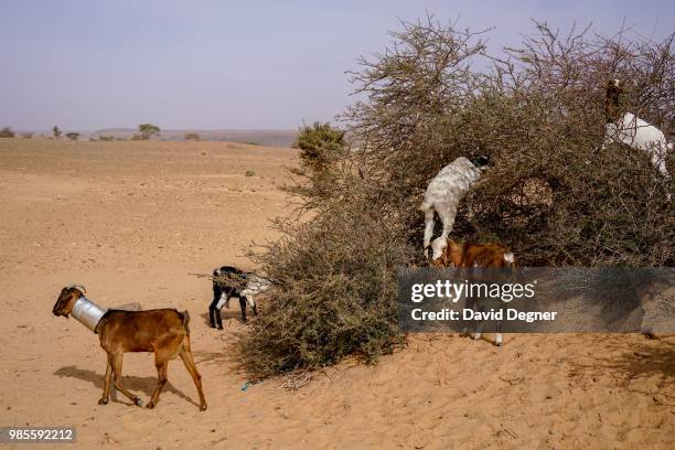 Goat feed on thorn bushes in the desert around Ouadane, Mauritania. One of the goats is wearing a repurposed USAID can on its neck to prevent it from...