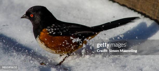 spotted towhee - towhee fotografías e imágenes de stock