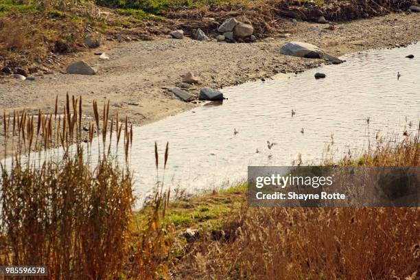 Begin Rotte Rivier 64 Rotte (River) Stock Photos, High-Res Pictures, and Images - Getty Images