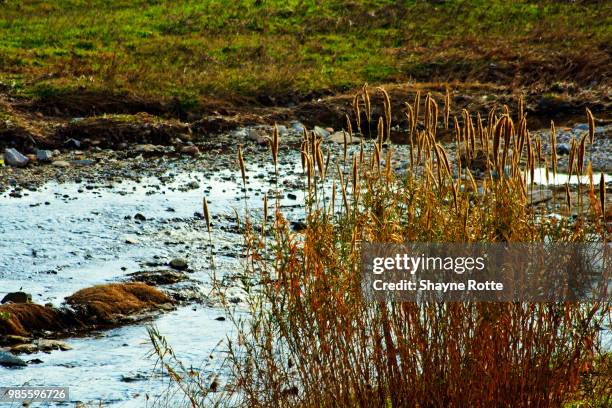 Begin Rotte Rivier 64 Rotte (River) Stock Photos, High-Res Pictures, and Images - Getty Images