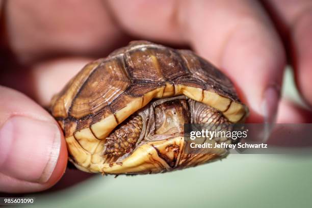 Dry Shell Box Turtle 306 Box Turtle Shell Stock Photos, High-Res Pictures, and Images ...