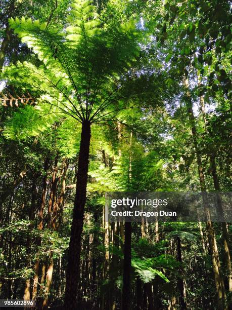 katoomba, australia - katoomba ストックフォトと画像