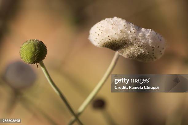 cotton head - small cotton plant stockfoto's en -beelden