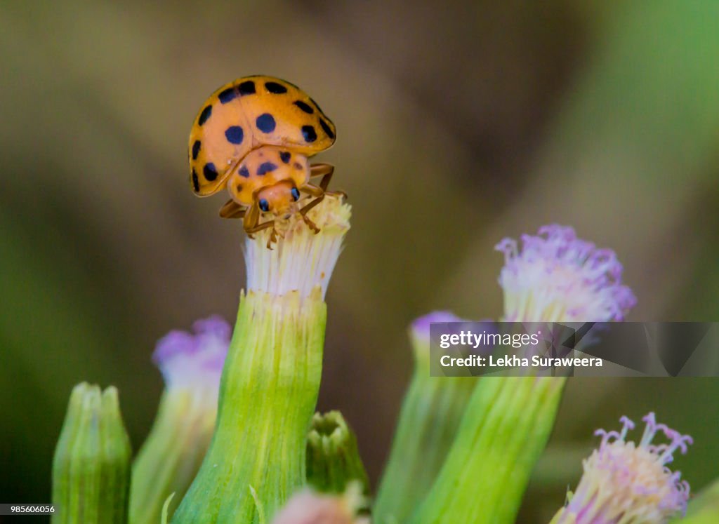 Ladybird