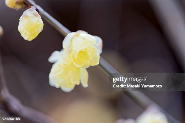 japanese allspice - allspice stock pictures, royalty-free photos & images