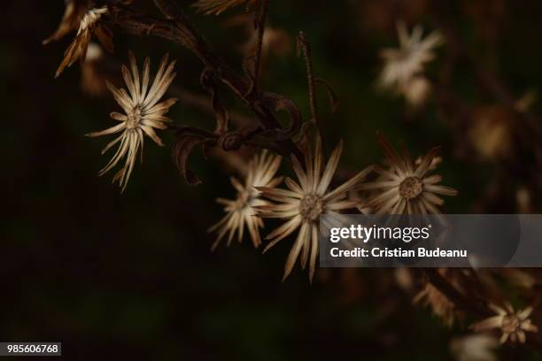 fiori secchi - fiori stockfoto's en -beelden