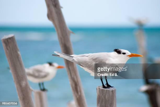 royal tern - royal tern 個照片及圖片檔