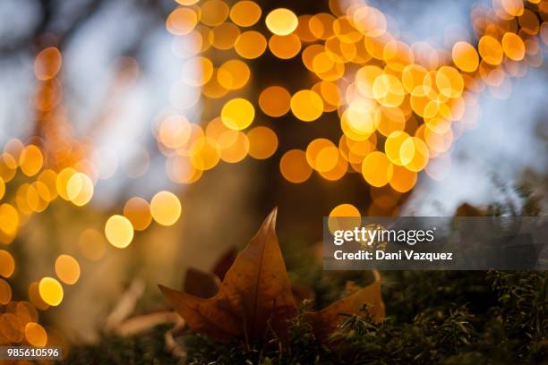 hoja de luz - hoja stock pictures, royalty-free photos & images