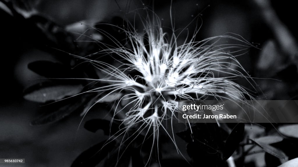 Wild Flower