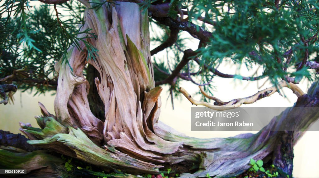 Tree love