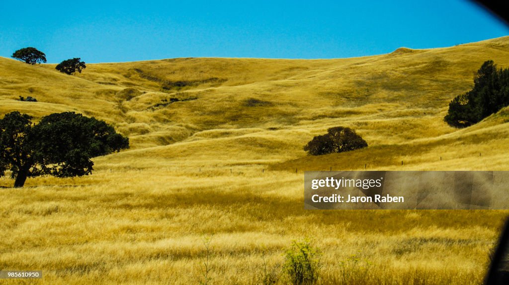 Fields of gold