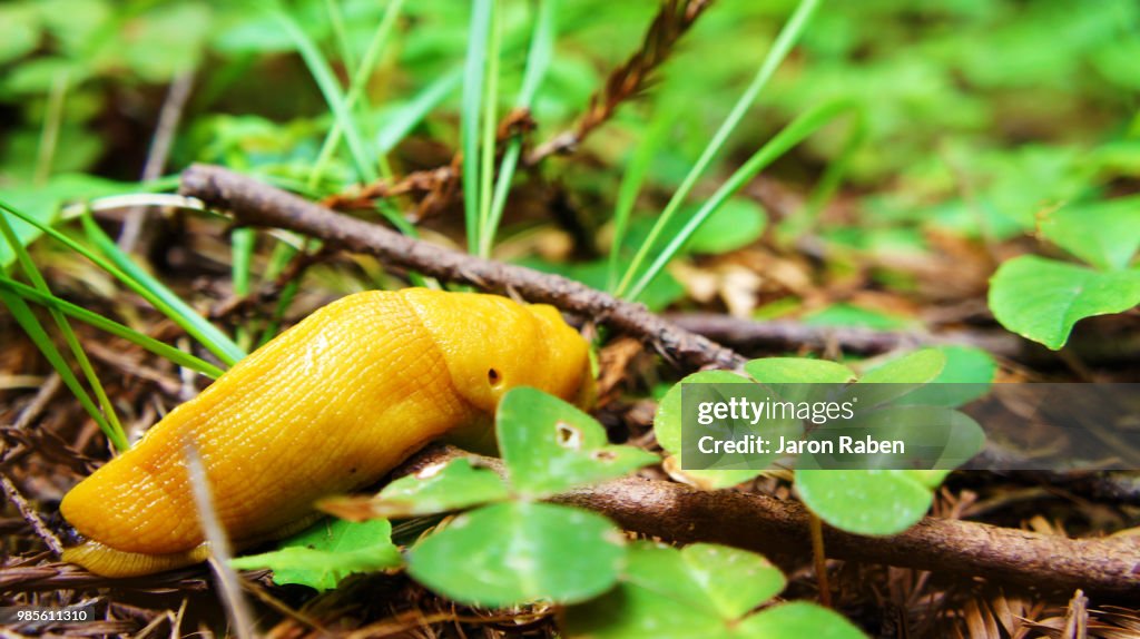 Banana slug