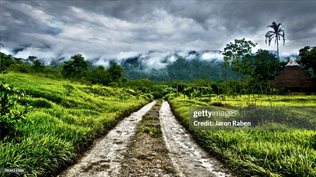 Jungle road
