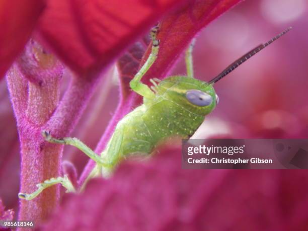 peeking grasshopper - christopher gibson stock pictures, royalty-free photos & images