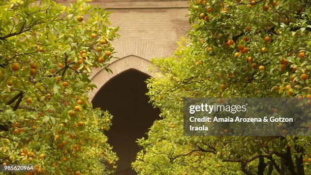 sevilla, spain. patio de los naranjos in sevilla's cathedral - seville oranges stock pictures, royalty-free photos & images