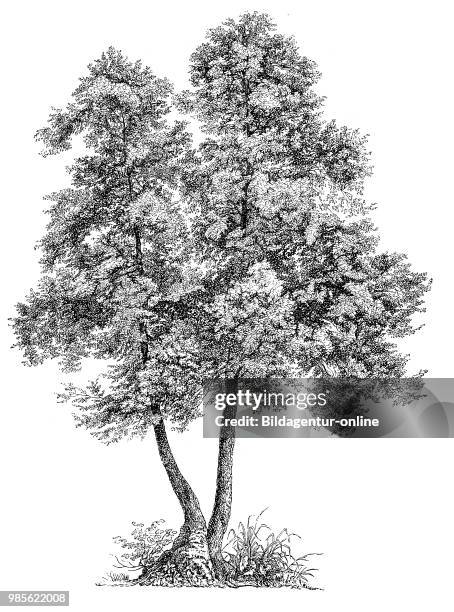 Historical illustration of nature, 19th century: Alnus glutinosa, the common alder, black alder, European alder or just alder, digital improved...