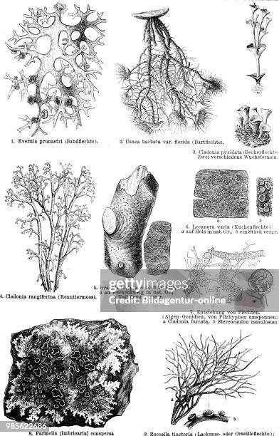 Evernia prunastri, Usnea barbata, Cladonia pyxidata, Cladonia rangiferia, Graphis scripta, Lecanora varia, Parmelia conspersa, Roccella tinctoria,...