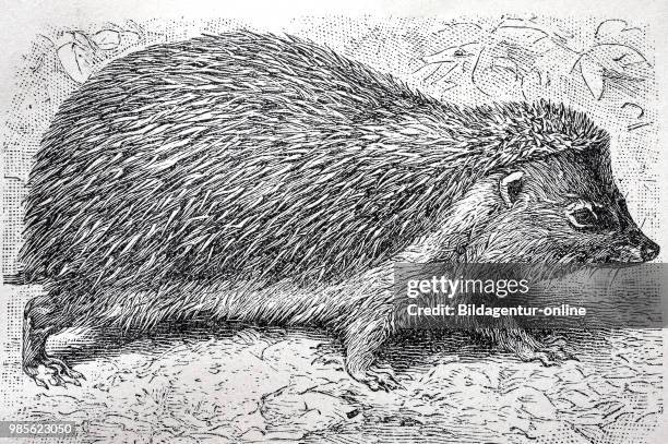 Igel, Braunbrustigel, Erinaceus europaeus, European hedgehog , digital improved reproduction of an original print from the year 1895.