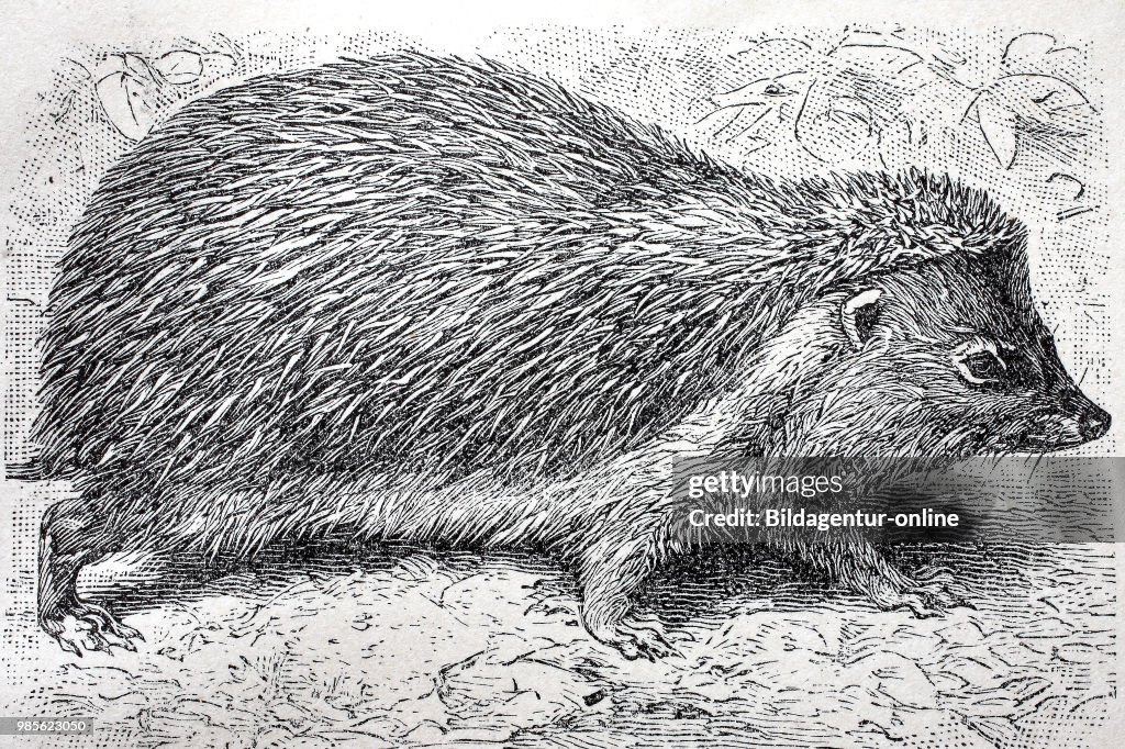 Igel