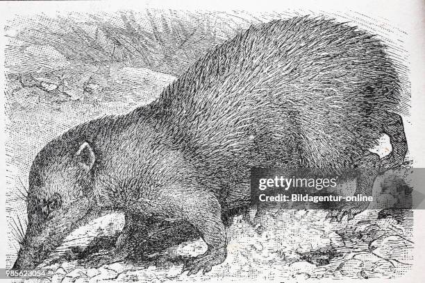 Grosser Tenrek, Tenrec ecaudatus, common tenrec, digital improved reproduction of an original print from the year 1895.