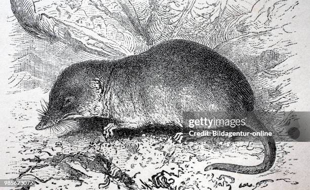 Crocidura russula, Hauspitzmaus, greater white-toothed shrew, digital improved reproduction of an original print from the year 1895.