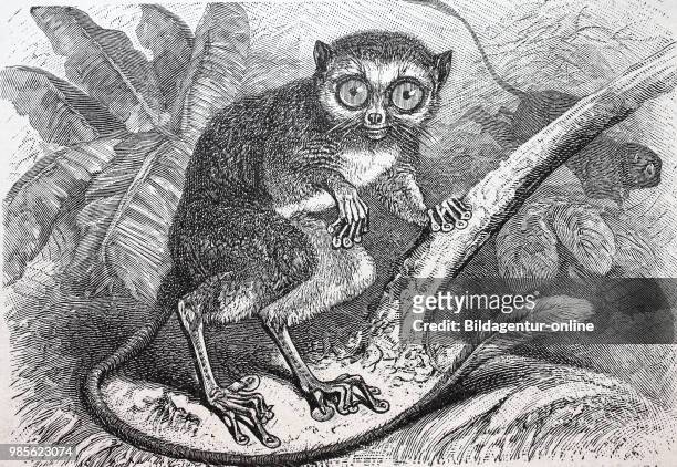 Koboldmaki, Tarsius specturm, Halbaffe, spectral tarsier, also called Tarsius tarsier, digital improved reproduction of an original print from the...