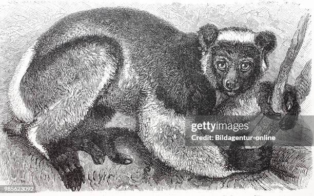 Der Indri, Indri indri, ist eine Primatenart aus der Familie der Indriartigen Lemuren. The indri, also called the babakoto, is one of the largest...