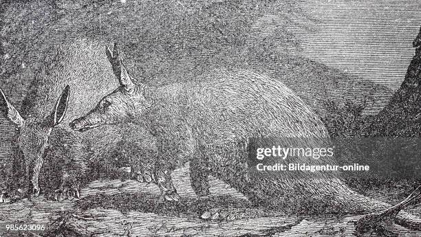 Erdferkel, Orycteropus afer. Aardvark, Orycteropus afer, digital improved reproduction of an original print from the year 1895.