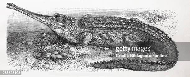 Gangesgavial, auch Gharial oder Echter Gavial, Gavialis gangeticus. The gharial, Gavialis gangeticus, also known as the gavial or fish-eating...