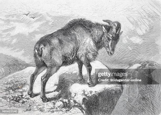 Himalaya-Tahr, Hemitragus jemlahicus, ist eine in der Himalaya-Region lebende ziegenartige Paarhuferart.The Himalayan tahr, Hemitragus jemlahicus, is...