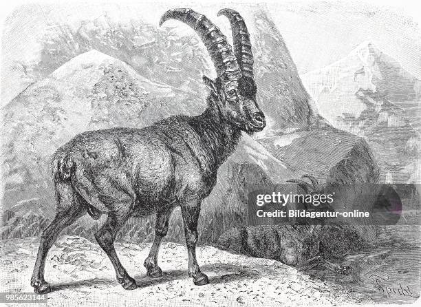 Alpensteinbock, Capra ibex, oder Gemeiner Steinbock. Alpine ibex, Capra ibex, also known as the steinbock or bouquetin., digital improved...