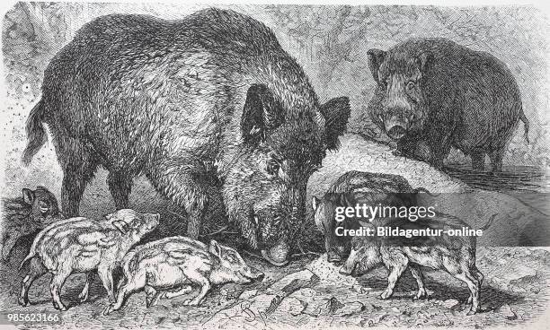 Wildschwein, Sus scrofa, wild boar, digital improved reproduction of an original print from the year 1895.