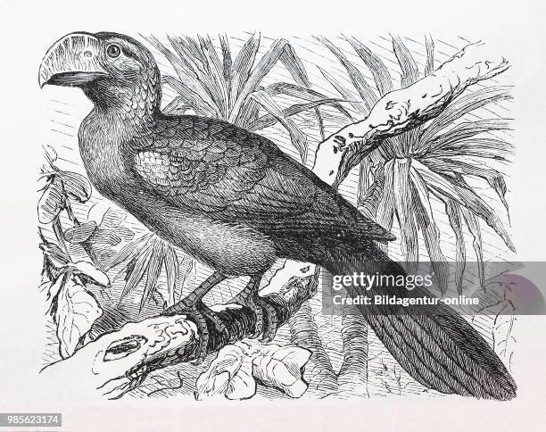 Madenfresser, Ani, Glattschnabelani, Crotophaga Ani, smooth-billed ani, digital improved reproduction of an original print from the year 1895.