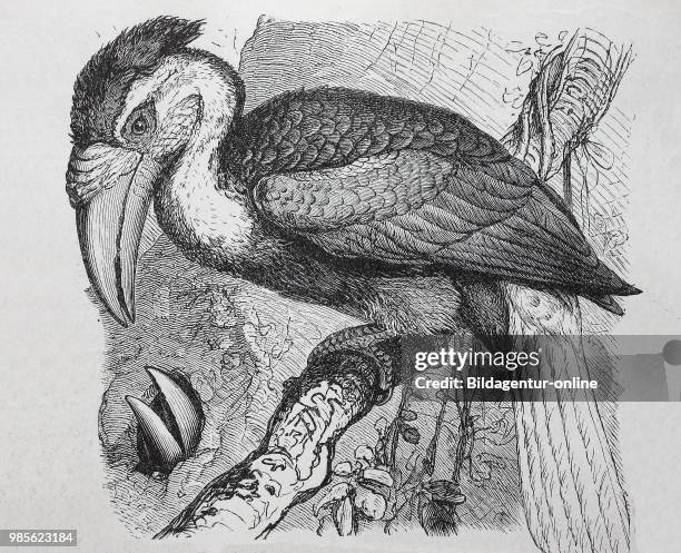 Faltenhornvogel, Jahrvogel, Doppelhornvogel, Buceros bicornis, great hornbill, digital improved reproduction of an original print from the year 1895.