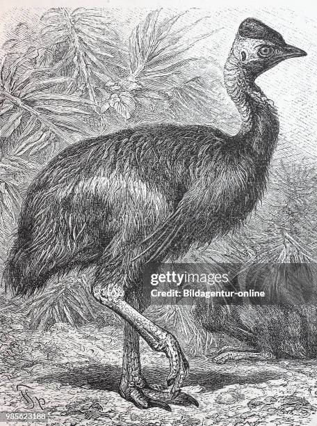 Helmkasuar, Casuarius galeatus, Casuarius casuarius, southern cassowary, double-wattled cassowary, Australian cassowary, two-wattled cassowary,...