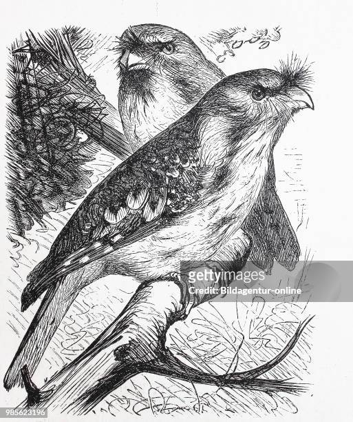 Riesenschwalm, Eulenschwalm, Podargus strigoides, tawny frogmouth, digital improved reproduction of an original print from the year 1895.