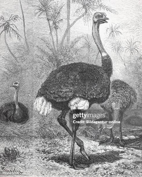 Afrikanischer Strauss, Struthio camelus, ostrich, digital improved reproduction of an original print from the year 1895.