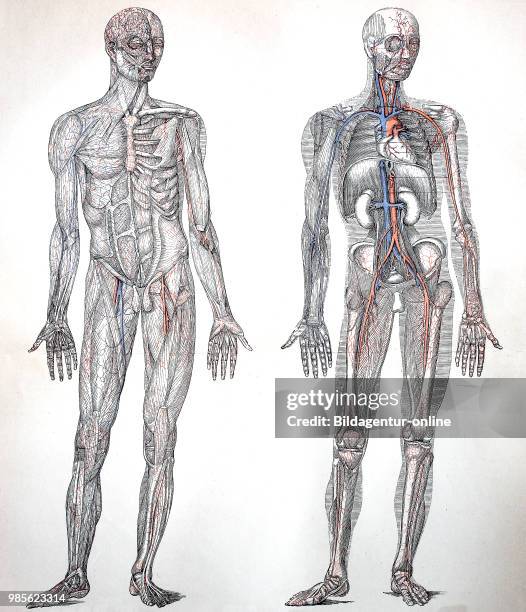 Die Blutgefaesse des Menschen nach der Kenntnis von 1895, the blood vessels of humans after the knowledge of 1895, digital improved reproduction of...