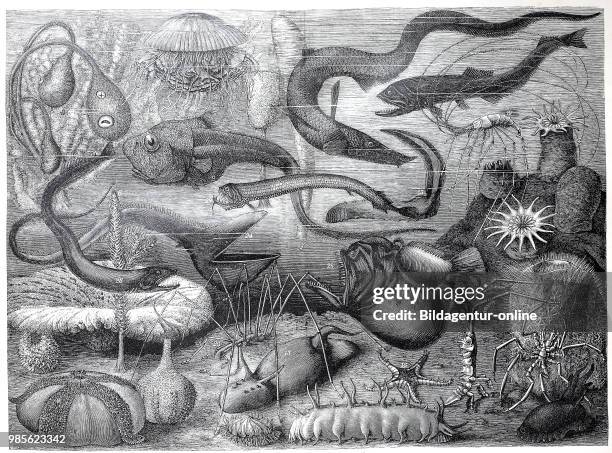 Uebersicht ueber Tiere der Tiefsee Overview of animals of the deep sea, digital improved reproduction of an original print from the year 1895.