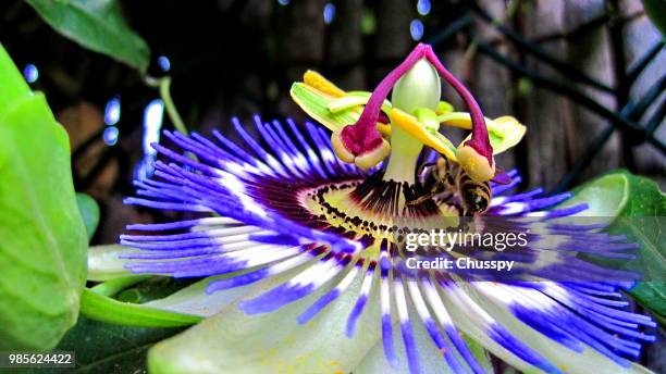 abeja en pasionaria i - abeja stock pictures, royalty-free photos & images