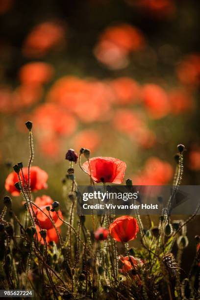 we stand tall - tall poppy stock pictures, royalty-free photos & images