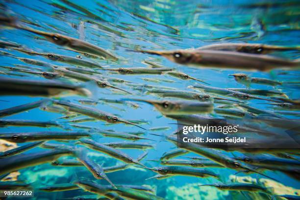 needlefish - aguja imperial fotografías e imágenes de stock