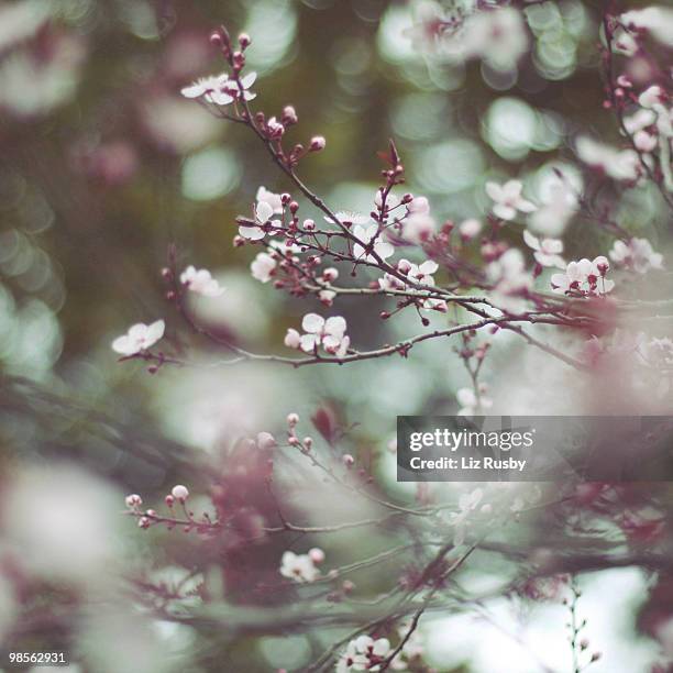 First Sign Os Spring First Signs Of Spring Photos and Premium High Res Pictures - Getty Images
