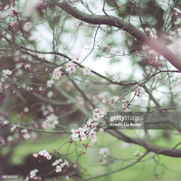 First Sign Os Spring 1,703 First Signs Of Spring Stock Photos, High-Res Pictures, and Images ...