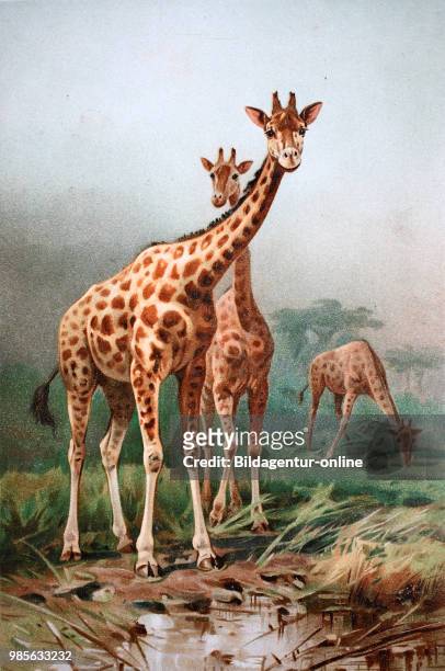 Historical image of Rothschild's giraffe, Giraffa camelopardalis rothschildi.