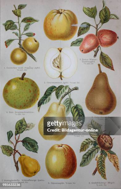 Historical images of various Maloideae: apple, pear, quince, medlar.