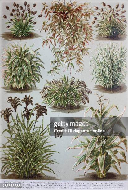 Historical images of plants of the grass family: Lagurus ovatus, Pennisetum longistylum, Oplismenus imbecillis, Panicum plicatim, Phalaris...